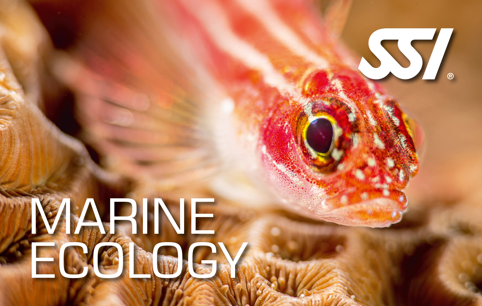 Marine Ecology Marine Ecology