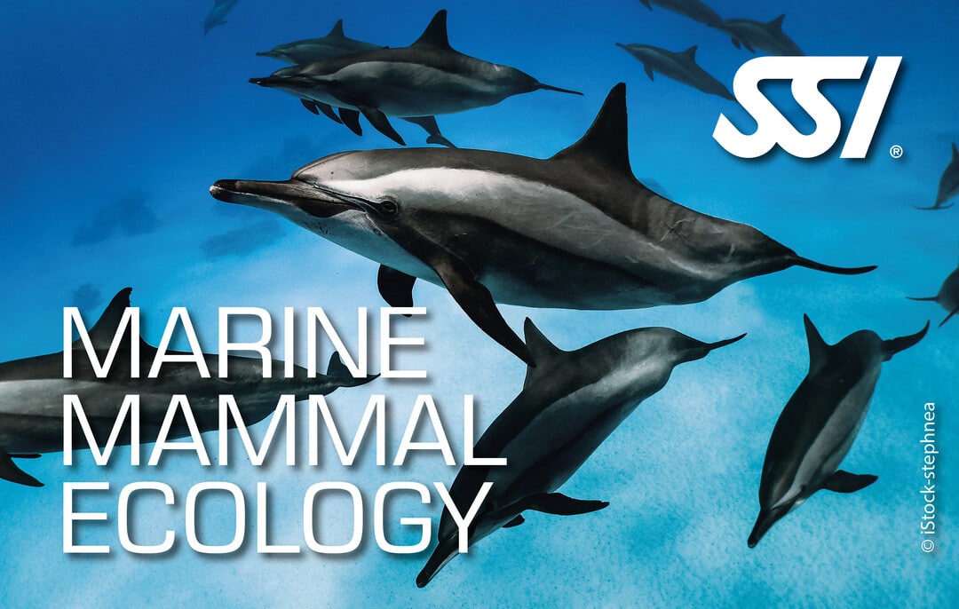 Marine Mammal Ecology SSI
