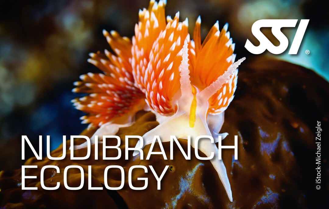 Presentation-Nudibranch Ecology